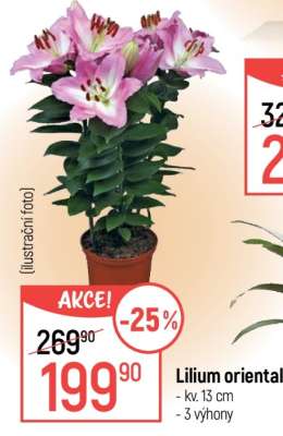 Lilium oriental