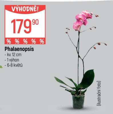 Phalaenopsis