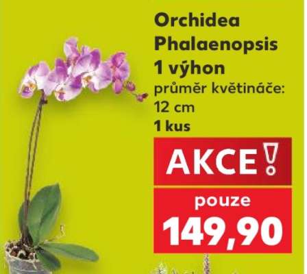 ORCHIDEA PHALAENOPSIS*