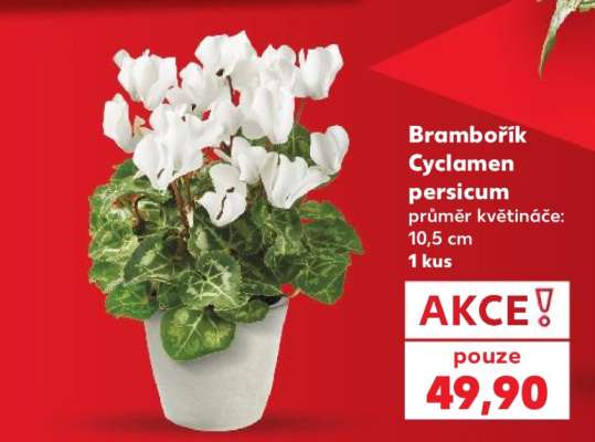 Brambořík - Cyclamen persicum