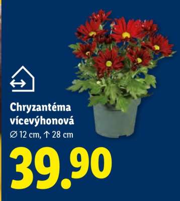 Chryzantéma vícevýhonová
