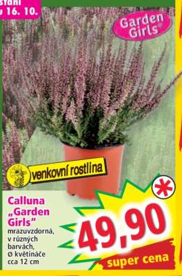 Calluna "Garden Girls"