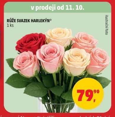Růže svazek Harlekýn