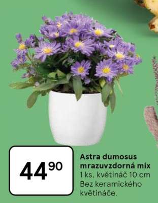 Astra dumosus mrazuvzdorná mix