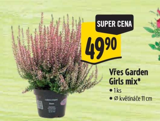 Vřes Garden girls mix