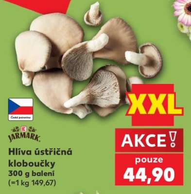 Hlíva ústřičná kloboučky