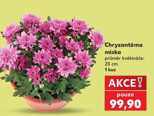 Chryzantéma miska