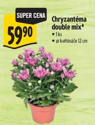 Chryzantéma Double mix