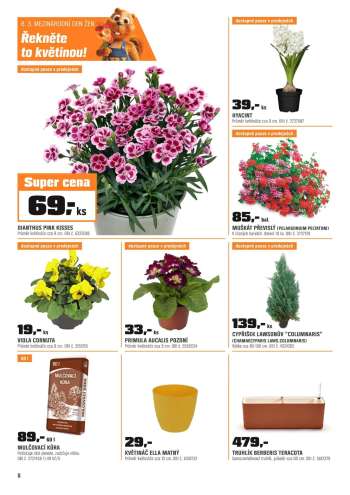 thumbnail - Primula acaulis