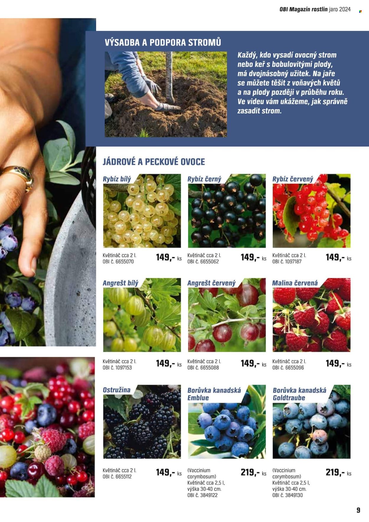 thumbnail - Leták OBI - 22.4.2024 - 12.5.2024 - Produkty v akci - ovocné stromky, kanadská borůvka, květináč. Strana 9.