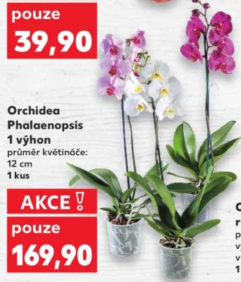 ORCHIDEA PHALAENOPSIS*