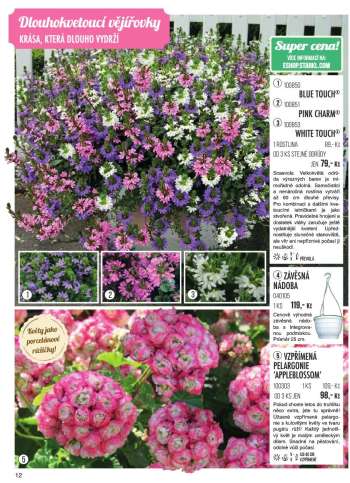 thumbnail - Pelargonie