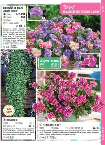 thumbnail - Pelargonie
