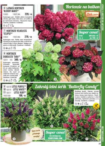 thumbnail - Hortensie