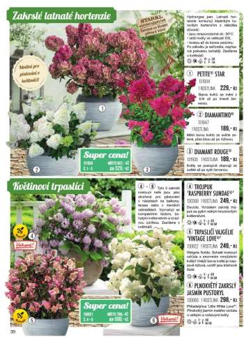 thumbnail - Hortensie