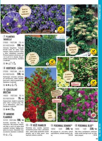 thumbnail - Hortensie