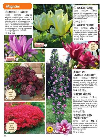 thumbnail - Hortensie