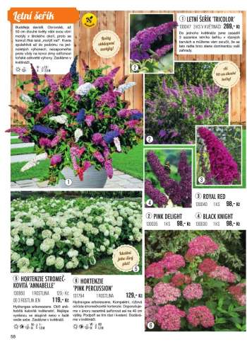 thumbnail - Hortensie
