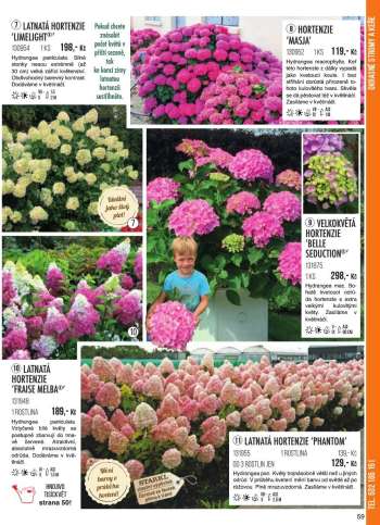 thumbnail - Hortensie