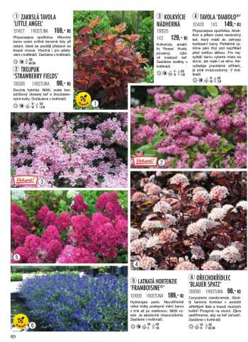 thumbnail - Hortensie