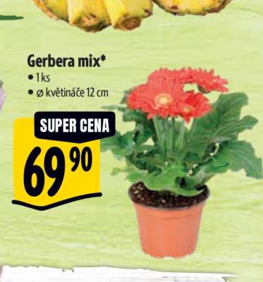 Gerbera mix*