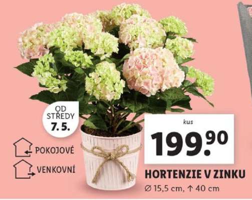 HORTENZIE V ZINKU
