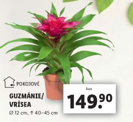 GUZMÁNIE/VRÍSEA
