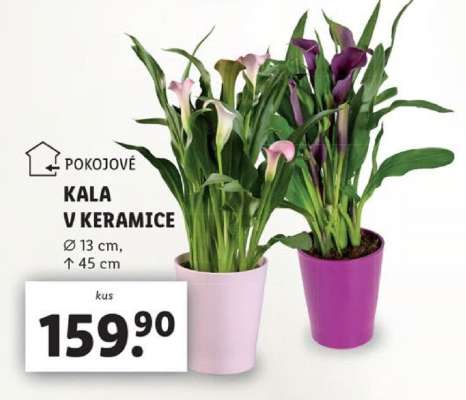 KALA V KERAMICE