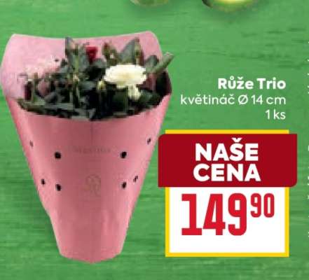 RŮŽE TRIO