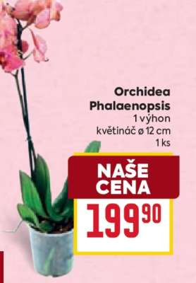 ORCHIDEA PHALAENOPSIS*