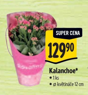 Kalanchoe
