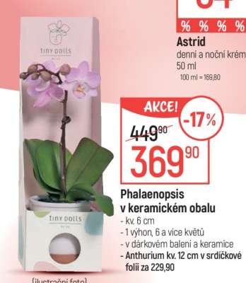 Phalaenopsis v keramickém obalu