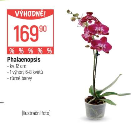 Phalaenopsis