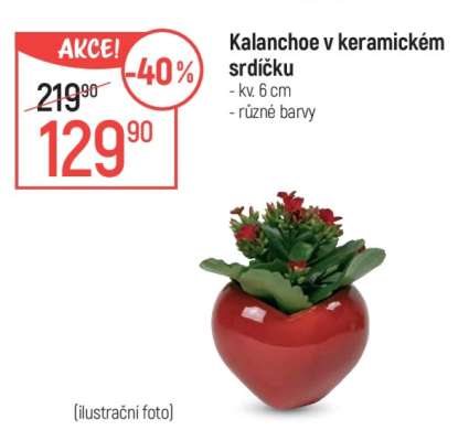 Kalanchoe v keramickém srdíčku