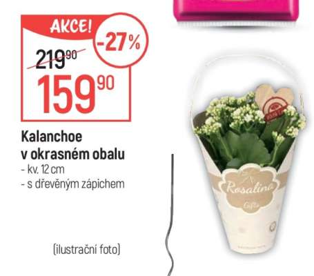Kalanchoe v okrasném obalu