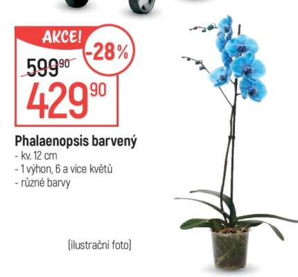 Phalaenopsis barvený