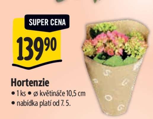 HORTENZIE*