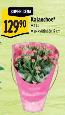Kalanchoe