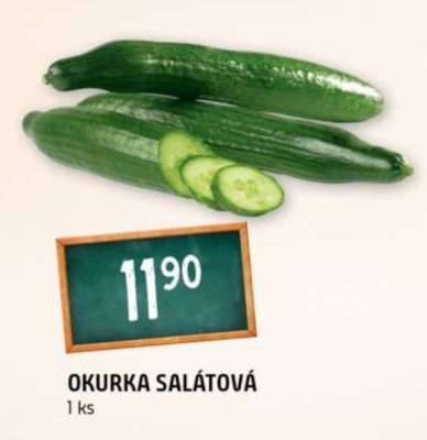 OKURKA SALÁTOVÁ