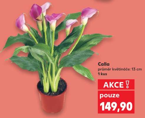 Calla