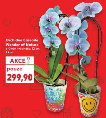 Orchidea Cascade „Wonder of Nature“