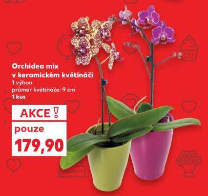 Orchidea mix v keramickém květináči