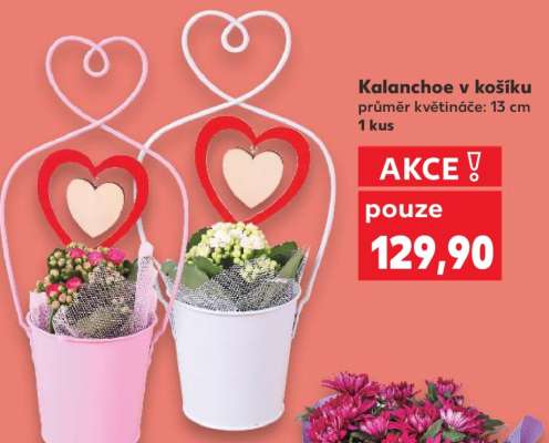 Kalanchoe v košíku
