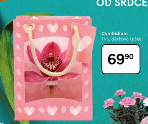 Cymbidium