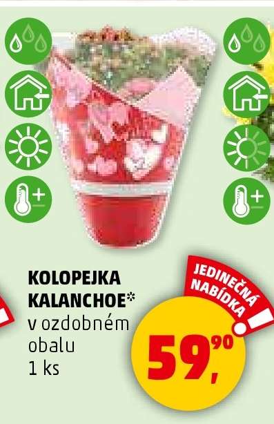 KOLOPEJKA KALANCHOE*
