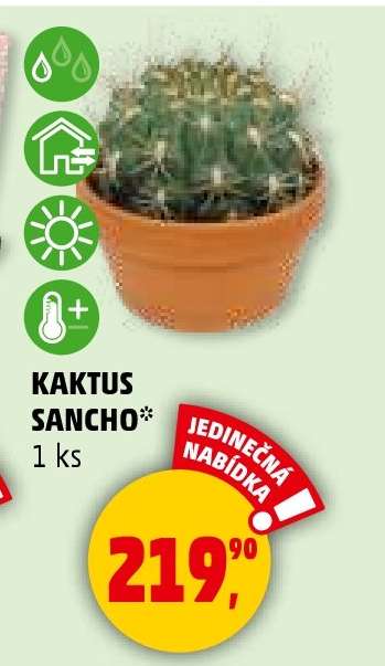 Kaktus Sancho