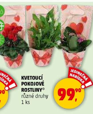 Kvetoucí pokojové rostliny