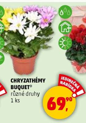 CHRYSANTHÉMY BUQUET