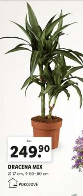 DRACENA MIX
