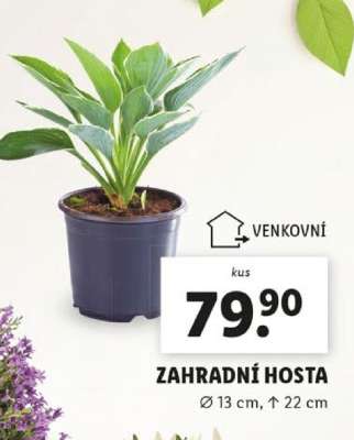 ZAHRADNÍ HOSTA